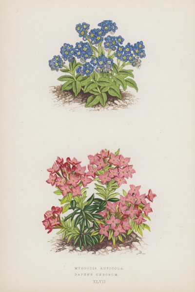 Myosotis Rupicola; Daphne Cneorum (litografia kolorowa) autorstwa English School