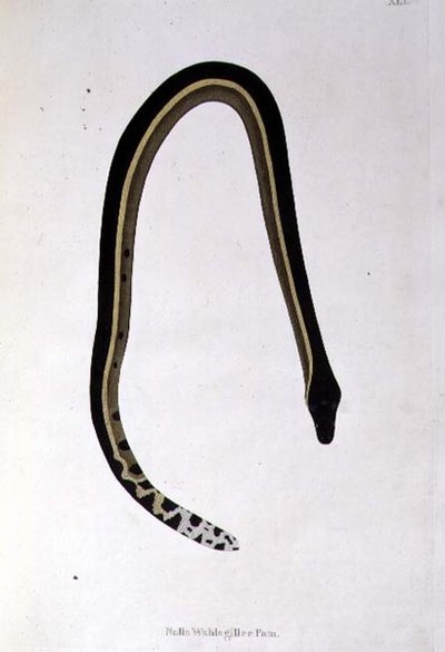 Nalla Wahlagillee Pam Snake z „An Account of Indian Serpents zebranych z wybrzeża Coromandel” Patricka Russella, Londyn autorstwa English School
