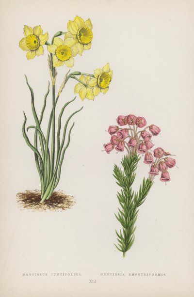 Narcissus Juncifolius; Menziesia Empetriformis (kolorowa litografia) autorstwa English School