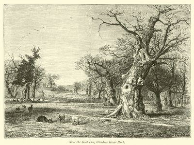 W pobliżu Goat Pen, Windsor Great Park autorstwa English School