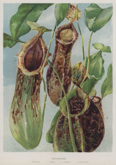 Nepenthes autorstwa English School