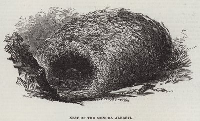Gniazdo Menury Alberti (rycina) autorstwa English School