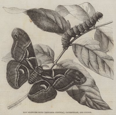 Nowa ćma jedwabnikowa (Saturnia Cynthia), gąsienica i kokon (grawerowanie) autorstwa English School