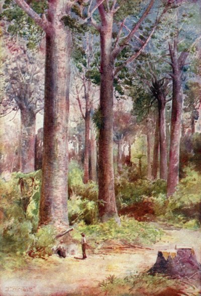 Nowa Zelandia: Kauri (litografia kolorowa) autorstwa English School
