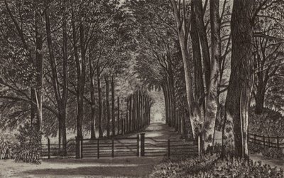 Newbury: Avenue, Highclere Park (litografia) autorstwa English School