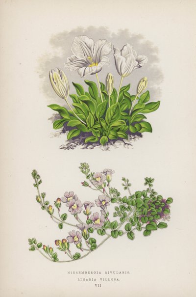 Nierembergia Rivularis; Linaria Villosa (kolorowa litografia) autorstwa English School