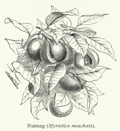 Gałka muszkatołowa (Myristica moschata) (rycina) autorstwa English School