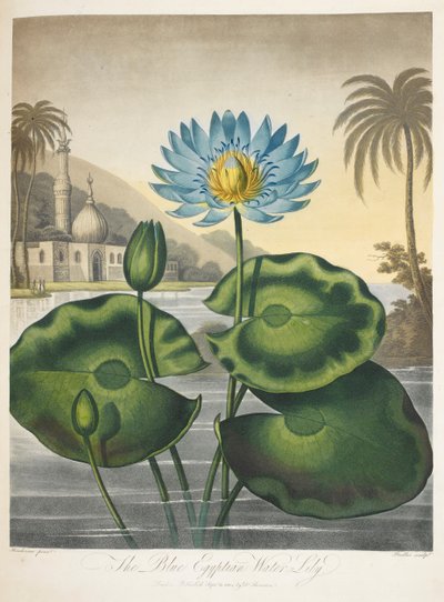 Nymphaea Caerulea, niebieska egipska lilia wodna autorstwa English School