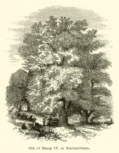 Dąb Henryka IV w Fontainebleau (rycina) autorstwa English School