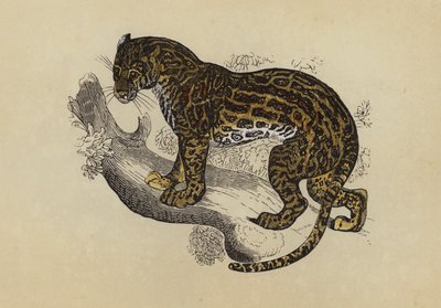 Ocelot (kolorowa litografia) autorstwa English School