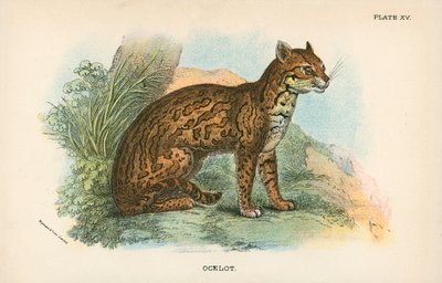 Ocelot autorstwa English School