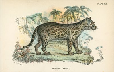 Ocelot [Odmiana] autorstwa English School