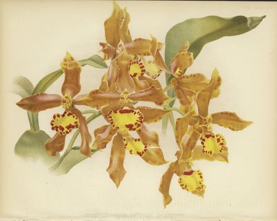 Odontoglossum insleayi splendens autorstwa English School