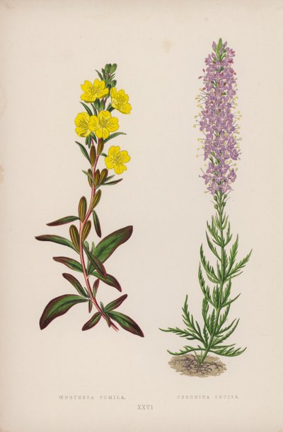 Oenothera Pumila; Veronica Incisa (litografia barwna) autorstwa English School