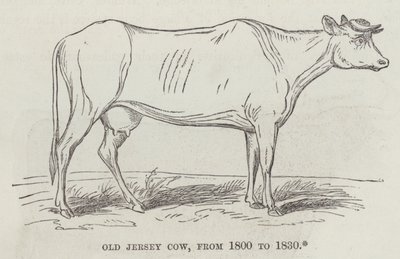 Krowa Old Jersey, od 1800 do 1830 (grawerowanie) autorstwa English School
