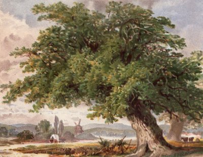 Old Oak by the Wayside, Surrey (kolor lito) autorstwa English School