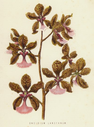 Oncidium Lanceanum (chromolit) autorstwa English School