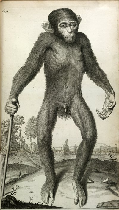 Orang-Outang, sive Homo Sylvestris: czyli anatomia Pigmej w porównaniu z małpą, małpą człekokształtną i człowiekiem…”, Marta E. Tyson autorstwa English School