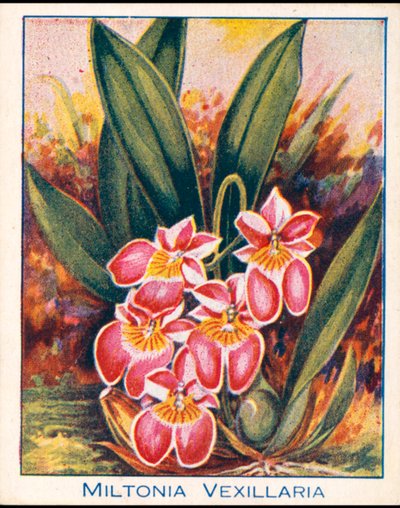 Storczyki: Miltonia Vexillaria (kolorowa litografia) autorstwa English School