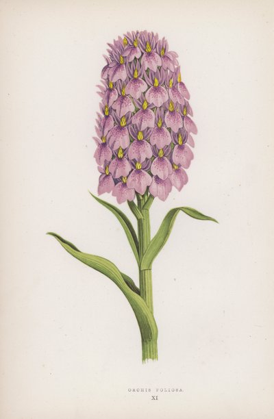 Orchis Foliosa (kolor lito) autorstwa English School