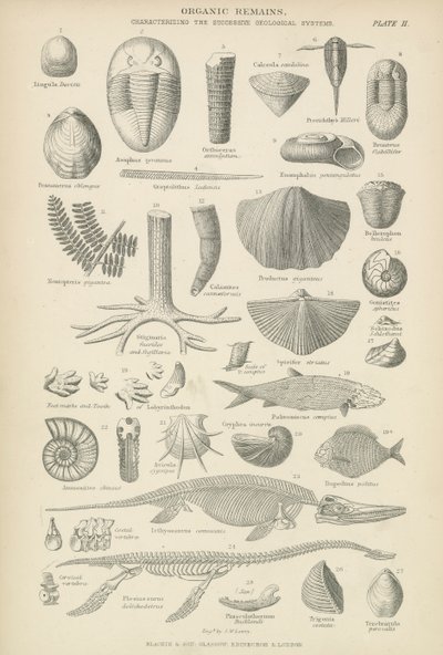Pozostałości organiczne (grawerowanie) autorstwa English School