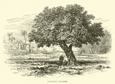 Orientalne drzewo figowe autorstwa English School