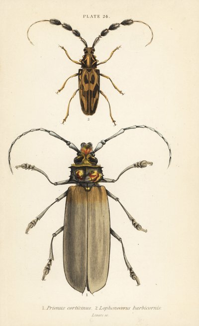 Orthomegas cinnamomeus Prionus corticinus 1 i Batus barbicornis, Lophonocerus barbicornis 2 autorstwa English School