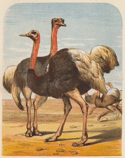 Strusie (kolorowa litografia) autorstwa English School
