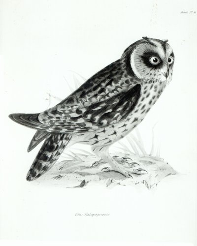 Sowa, płyta 3 z „Zoologii podróży H.M.S Beagle, 1832-36” Karola Darwina autorstwa English School