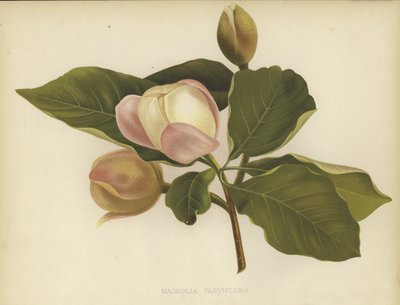 Oyama Magnolia autorstwa English School