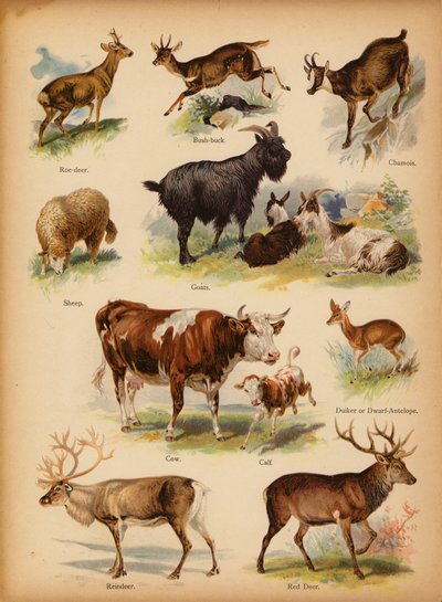 Strona z obrazka „Dziedziki” Historia naturalna, ok. 1900 (chromolitho) autorstwa English School