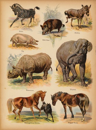 Strona z obrazka „Dzieje ludowe” Historia naturalna, ok. 1900 (chromolitho) autorstwa English School