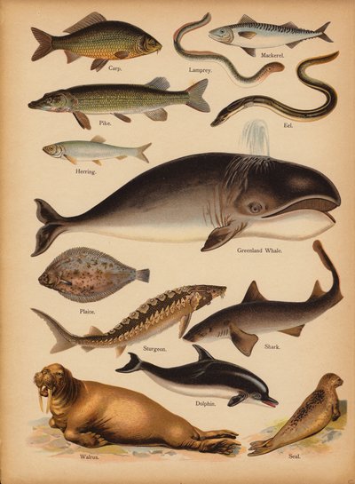 Strona z obrazka „Dziedziki” Historia naturalna, ok. 1900 (chromolitho) autorstwa English School