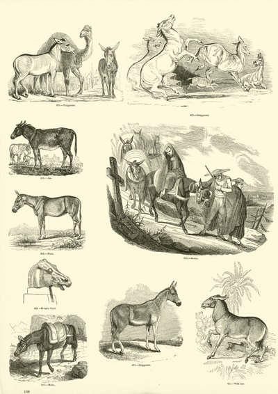 Strona z Obrazkowego Muzeum Przyrody Ożywionej autorstwa English School