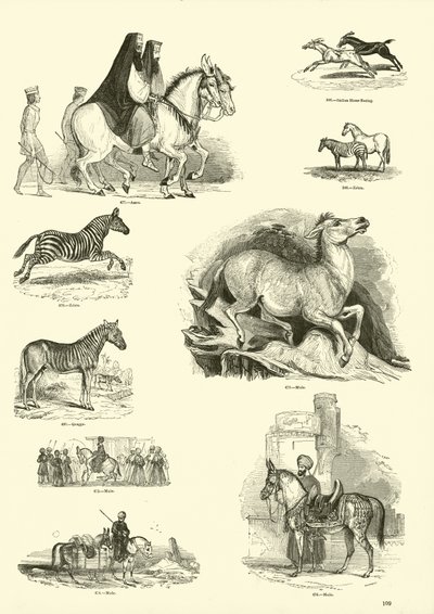 Strona z Obrazkowego Muzeum Przyrody Ożywionej autorstwa English School
