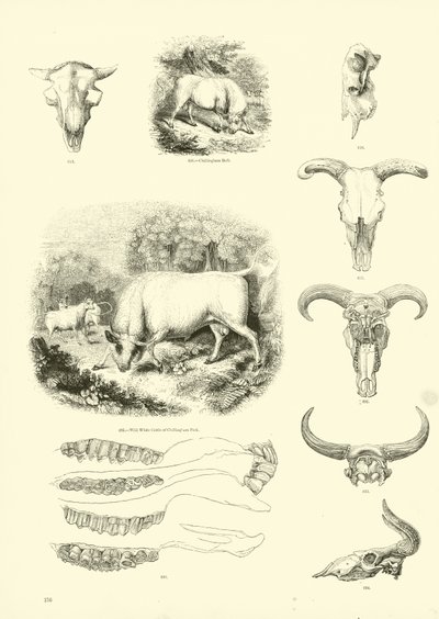 Strona z Obrazkowego Muzeum Przyrody Ożywionej autorstwa English School