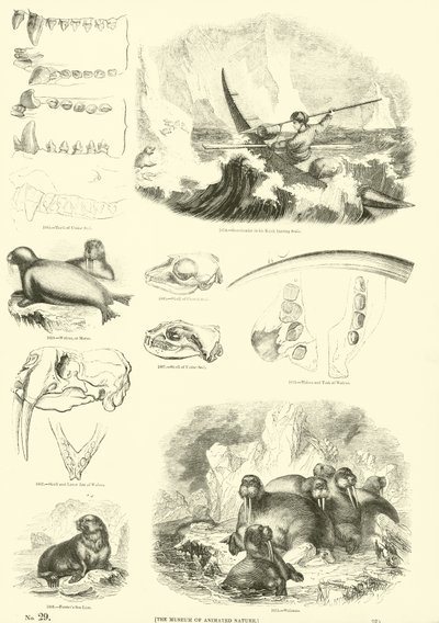 Strona z Obrazkowego Muzeum Przyrody Ożywionej autorstwa English School