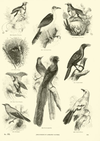 Strona z Obrazkowego Muzeum Przyrody Ożywionej autorstwa English School