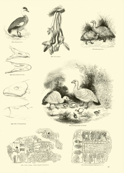 Strona z Obrazkowego Muzeum Przyrody Ożywionej autorstwa English School