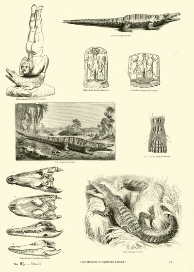 Strona z Obrazkowego Muzeum Przyrody Ożywionej autorstwa English School