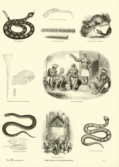 Strona z Obrazkowego Muzeum Przyrody Ożywionej autorstwa English School