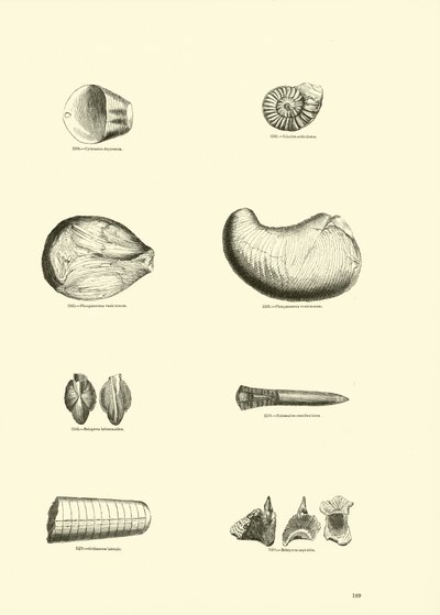 Strona z Obrazkowego Muzeum Przyrody Ożywionej autorstwa English School