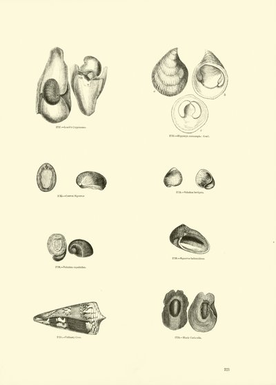 Strona z Obrazkowego Muzeum Przyrody Ożywionej autorstwa English School