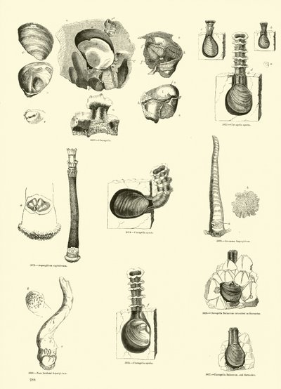 Strona z Obrazkowego Muzeum Przyrody Ożywionej autorstwa English School