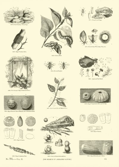 Strona z Obrazkowego Muzeum Przyrody Ożywionej autorstwa English School