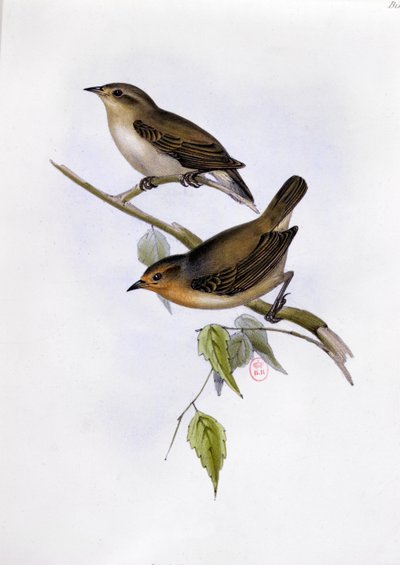 Para Certhidea Olivacea, ilustracja z The Zoology of the Voyage of H.M.S. Beagle, 1832-36, Charles Darwin (1809-92), 1840 autorstwa English School