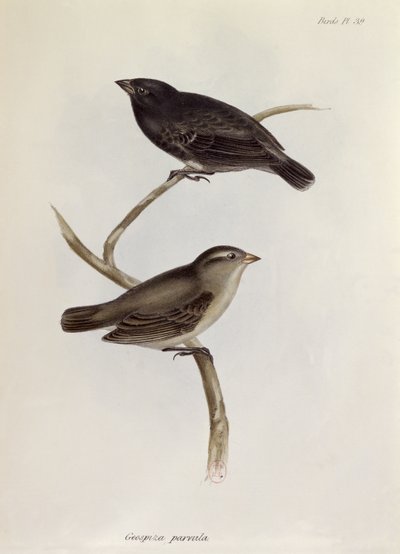 Para Geospiza Parvula, ilustracja z Zoologii Podróży H.M.S. Beagle, 1832-36, Charles Darwin (1809-92), 1840 autorstwa English School