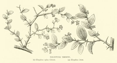 Palestyna Ciernie autorstwa English School