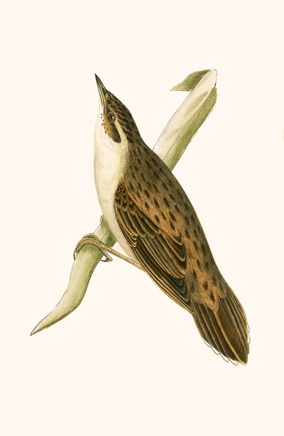 Locustelle Pallasa, ilustracja z „Historii ptaków Europy nieobserwowanych na wyspach brytyjskich” Charlesa Roberta Bree (1811-86), opublikowana w 1867 r. autorstwa English School