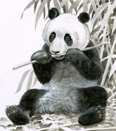 Panda do żucia bambusa autorstwa English School